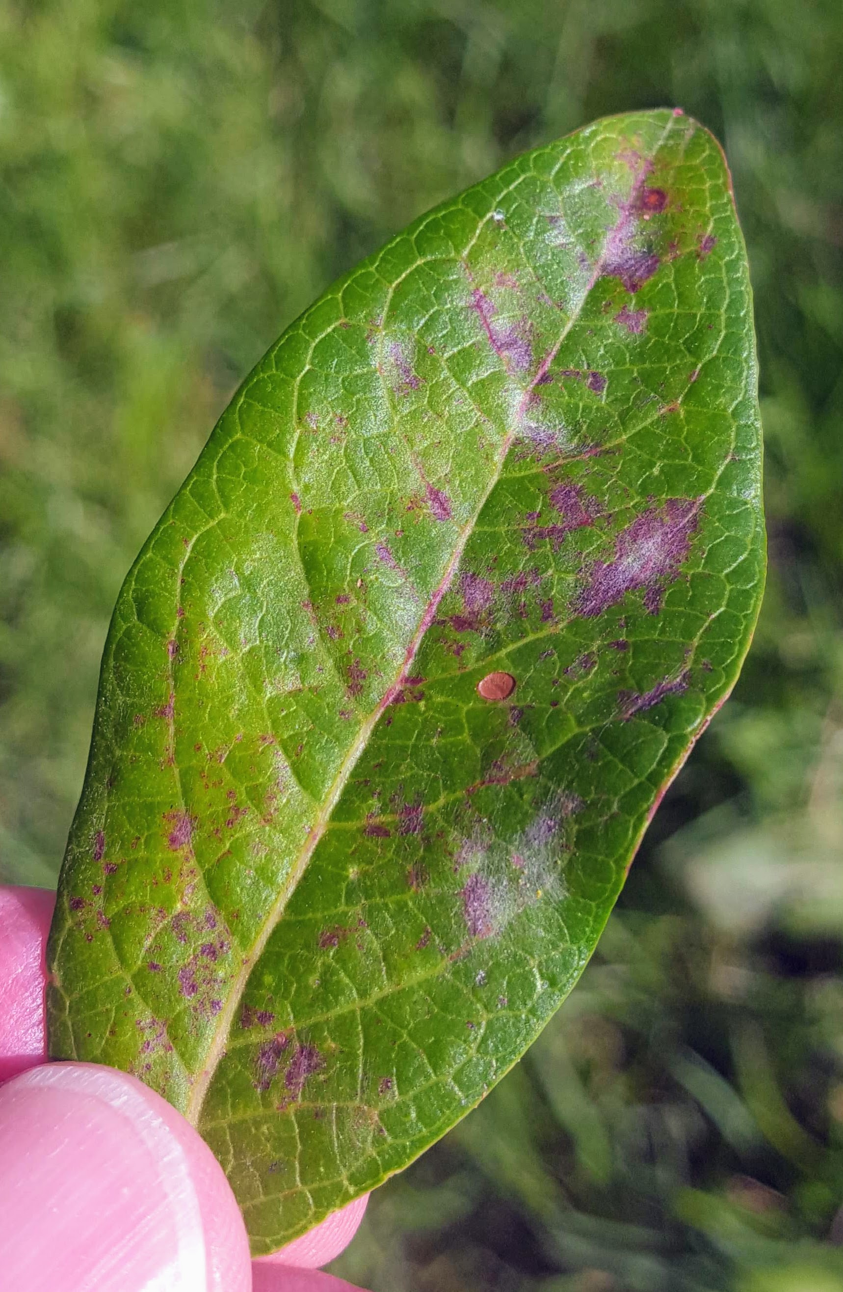 Blueberry powdery mildew